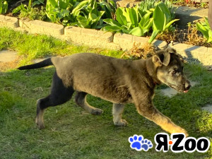 Щенки Восточноевропейской овчарки в Санкт-Петербурге 48 000 руб.