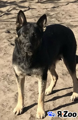 Сука немецкой овчарки, 6 лет в Раменском