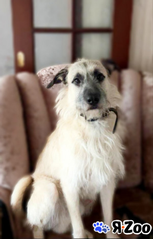 Умный пёс "бородатик" в Рязани даром