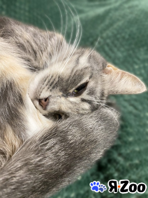 Самая "сладкая" кошечка в Рязани