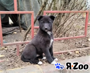 Ищет дом красивая девочка (щенок) в Электрогорске даром