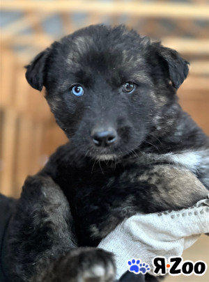 Красивый щенок ищет дом в Ногинске даром