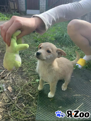 Красивый щенок ищет дом даром