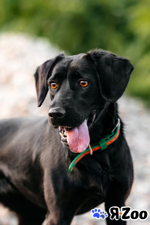 Микролабрадор в добрые руки в Москве даром