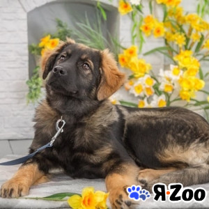 Щенок интересного окраса в добрые руки в Москве даром