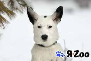 Малышка гвен в Москве даром