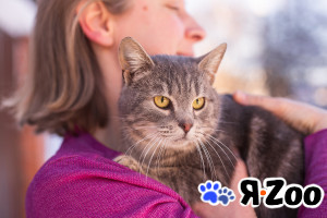 Смоки - харизматичный ласковый котик ищет дом в Москве даром