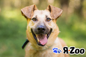 Зита. Самая преданная собака в поисках семьи в Москве даром