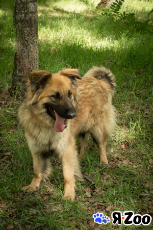 Молодой АМИГО ищет дом в Москве даром