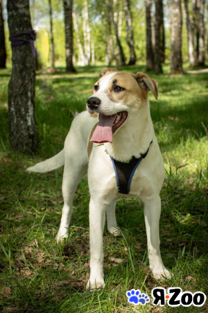 Щенок ВАНЕССА ищет дом в Москве даром