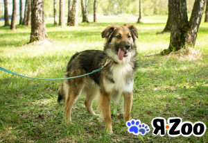 Молодой ДЖОННИ ждет в приюте в Москве даром