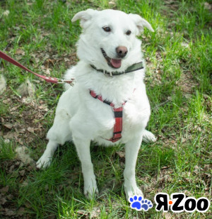 МАРИС ищет дом в Москве даром