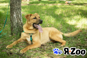 Щенок САМСОН ищет дом в Москве даром