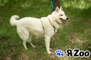 СЮЗАННА в Москве даром