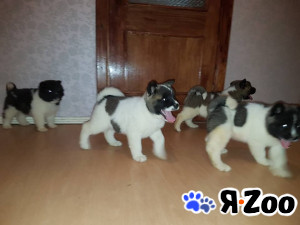 Breed American Akita puppies for sale в Санкт-Петербурге договорная
