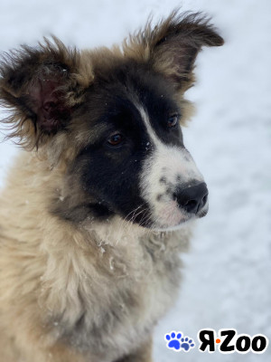 КУДРЯШКА ЛОЛА ИЩЕТ ДОМ в Москве даром