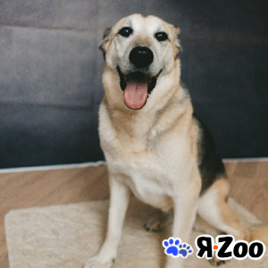 Собака в добрые руки в Москве даром