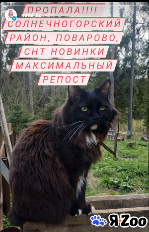 Пропала кошка в Солнечногорске