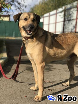 Ярик ищет дом в Москве даром