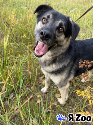 Марк ищет хозяина в Москве даром