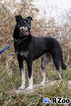 Ларик ищет хозяина в Москве даром