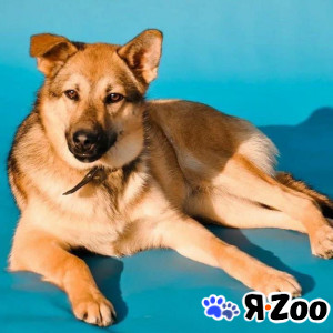 Мишель ищет дом в Москве даром