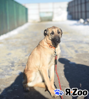 Белла ищет дом в Москве даром