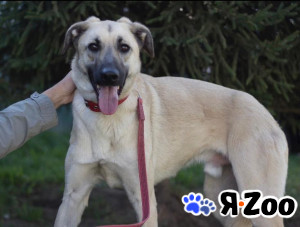 Вайт ищет дом в Москве даром