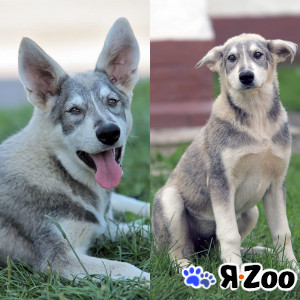 Ракша (из Маугли) ищет дом в Москве даром