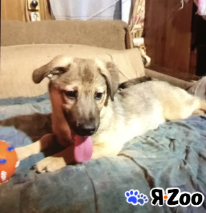 Коротколапик ТАКИ ищет дом и любимую семью в Москве даром