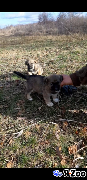 Щенки в добрые руки в Москве даром