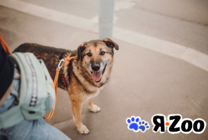 У Бро есть свой рецепт счастья в Москве даром