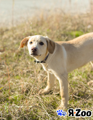 МИЛКА. В поисках своего человека в Москве даром