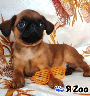 Пти брабансон рыжий мальчик 2 мес в Москве 45 000 руб.