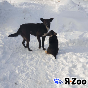 Лайда ищет дом в Москве даром