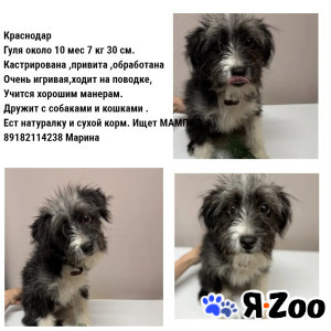 В добрые руки даром