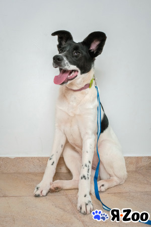 Собака Ева в добрые и ответственные руки Москва и МО в Москве даром