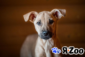 Белка ищет маму и папу в Москве даром