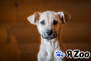 Адель ищет маму и папу в Москве