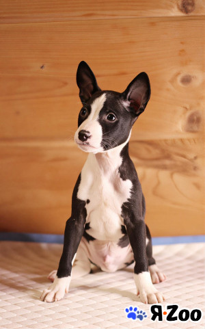 Щенки басенджи в Москве 50 000 руб.