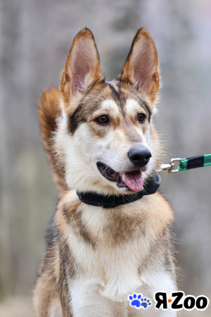 Лео ищет семью в Красноармейске