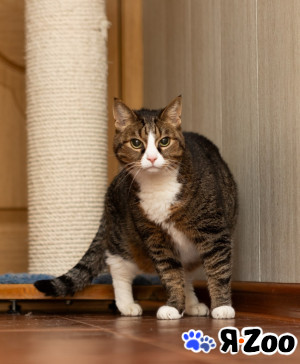 Варя ищет дом в Москве даром