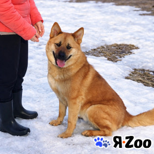 Брутальный красавец Рич ищет хозяев в Москве даром