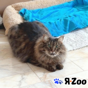 Домашняя кошечка Анфиса ищет надёжную семью в Москве