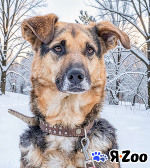 Джой в поисках дома в Москве даром