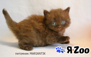 Шоколадный британский котёнок в Москве 35 000 руб.