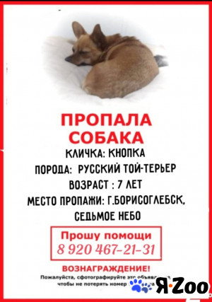 Пропала собака в Борисоглебске
