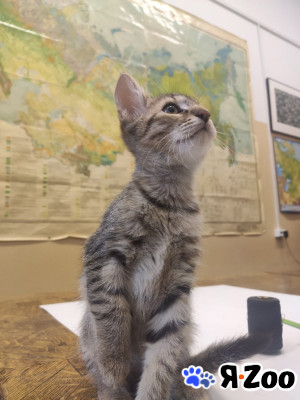 Котенок из семьи биологов ищет заботливых хозяев в Москве