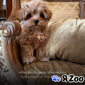 Купить щенка Maltipoo в Москве 250 000 руб.