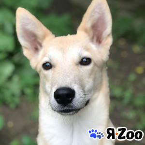 Персик ищет любящую семью в Москве